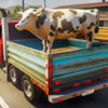 animal transporter truck